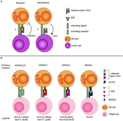 Tuning Natural Killer Cell Anti-multiple Myeloma Reactivity by Targeting Inhibitory Signaling via KIR and NKG2A